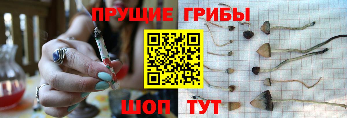 Псилоцибиновые грибы мицелий Богданович